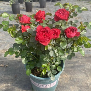 红色果汁阳台月季 开花庭院大花玫瑰香奈儿绿植物 花苗盆栽花卉四季