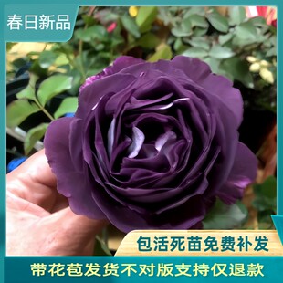 哈德斯菲尔德●合唱团 烟紫色转粉渐变多头大花浓香型大灌木月季