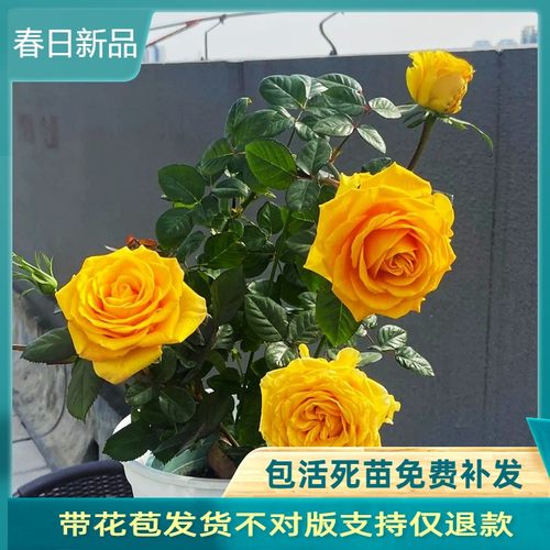 苏格兰黄油切花月季正黄色超大花