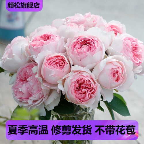 伊芙乙女心粉色浓香超大的包子