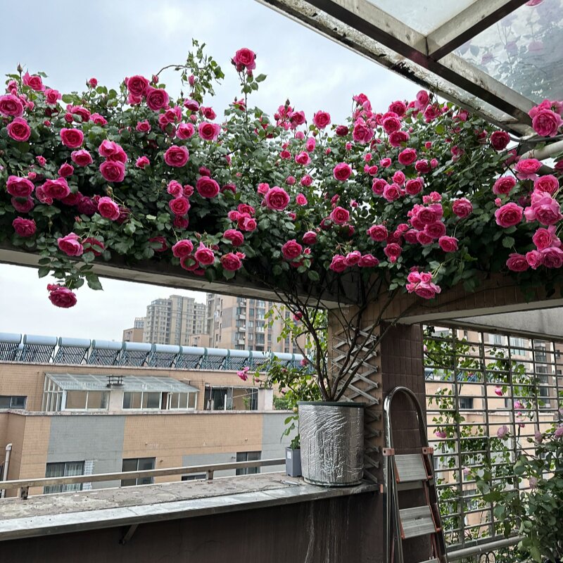 蔷薇大游行欧月大花浓香四季开花月季花苗爬藤月季花苗 藤本月季