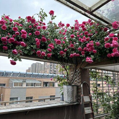 蔷薇大游行欧月大花浓香四季开花月季花苗爬藤月季花苗 藤本月季
