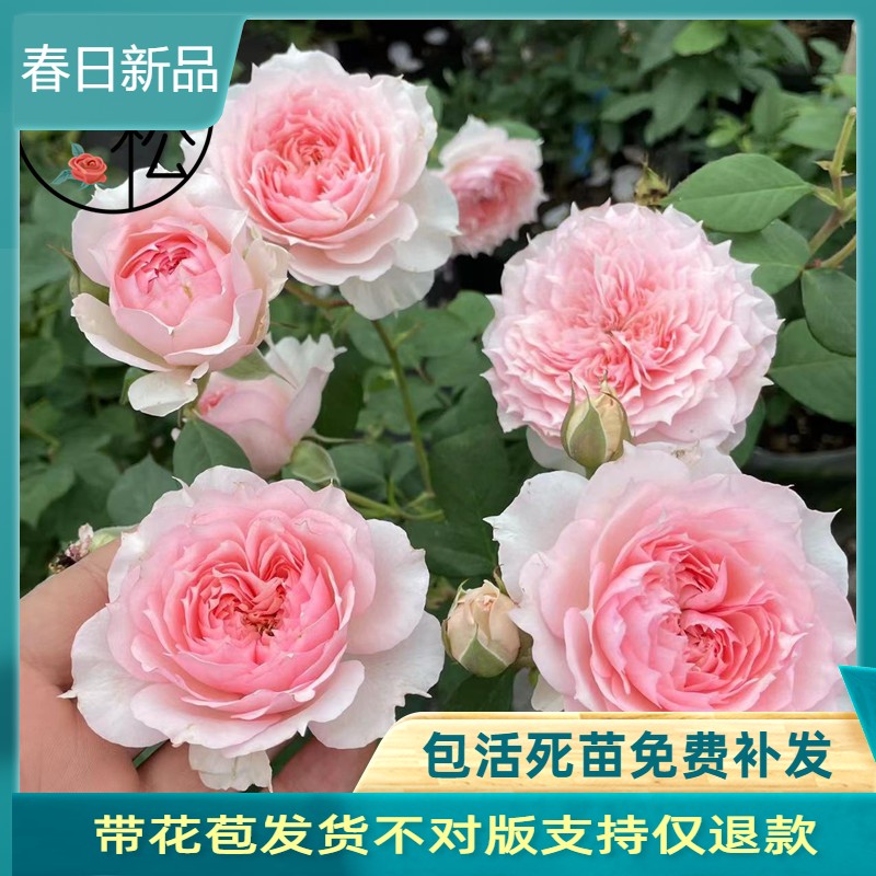 月季花苗莫妮卡戴维粉色美人尖