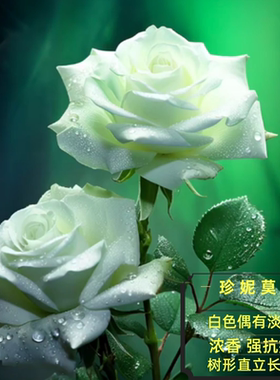 珍妮莫罗浓香月季花大苗白色特大花玫瑰盆栽阳台庭院花卉植物勤花