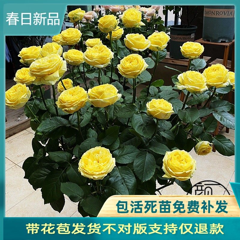 卡特琳娜黄色浓香切花玫瑰花苗阳台月季花盆栽花园花卉绿植物四季,鲜花速递/花卉仿真/绿植园艺,月季/蔷薇/玫瑰,淘宝优惠券,粉丝福利购,淘宝优惠卷