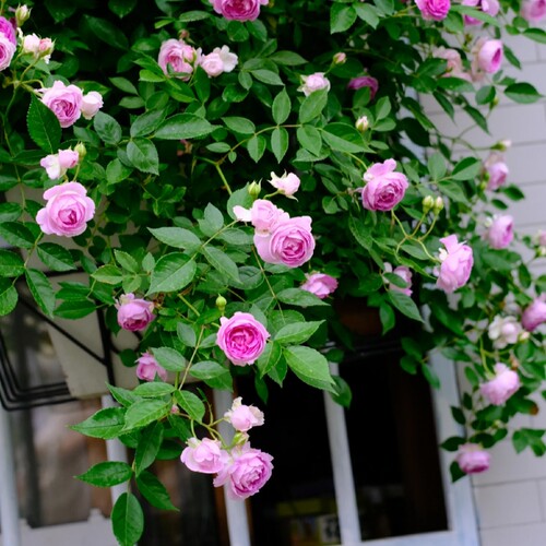 玛姬婶婶微型月季浓香紫色小包子