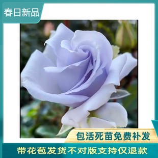 蓝色格劳恩 大地之蓝 灌木月季大苗浓香大花四季开花阳台庭院盆栽