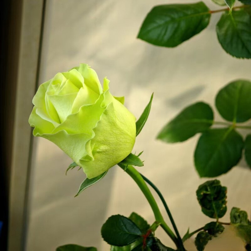 切花小乔 绿色渐变淡黄花朵月季花苗四季开别墅花卉玫瑰盆栽天狼