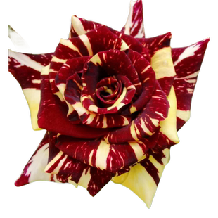 流星雨月季  容易变异切花玫瑰耐寒耐热可开多种花色阳台花卉盆栽