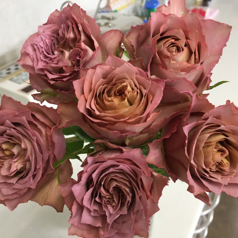 英伦节拍灌木月季复古色切花花卉四季丰花阳台庭院植物盆栽花苗