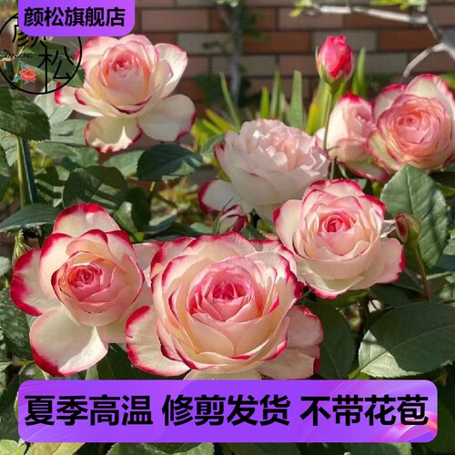 摩纳哥公爵复色月季勤花大花浓香