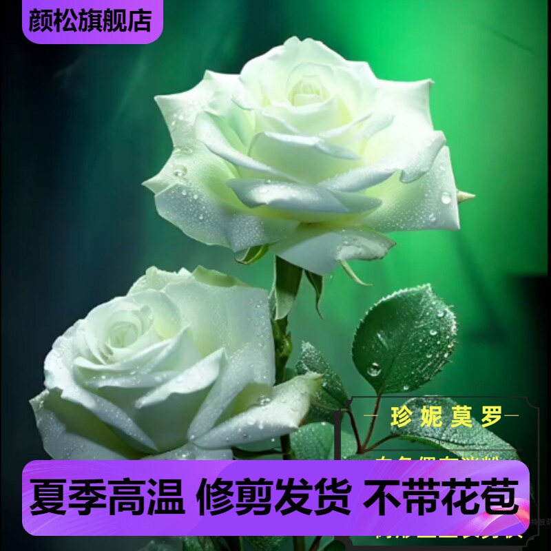 珍妮莫罗浓香月季花大苗白色特大花玫瑰盆栽阳台庭院花卉植物勤花