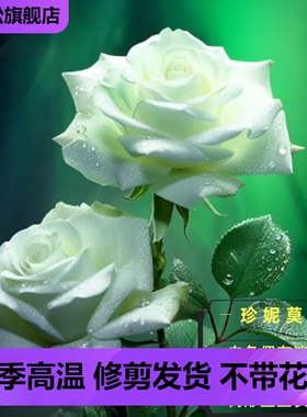 珍妮莫罗浓香月季花大苗白色特大花玫瑰盆栽阳台庭院花卉植物勤花