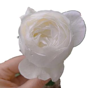 多季开大花浓香伊芙婚礼之路月季花苗纯白色玫瑰盆栽阳台观花植物