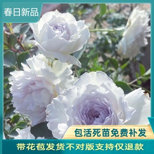 加百列大天使月季花苗四季浓香大花庭院阳台花卉植物玫瑰盆栽天狼