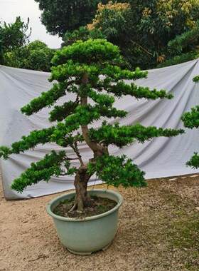迎客松大型盆景室外庭院植物 金钻雀舌罗汉松基地出货易养易活