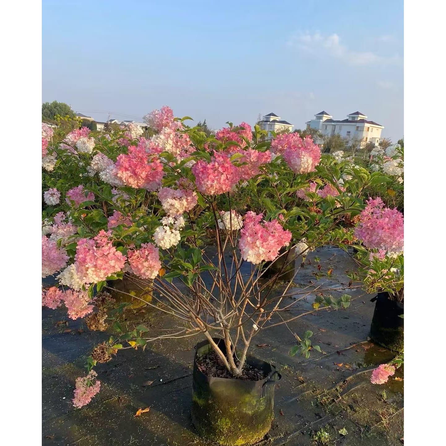 绣球花苗盆栽石灰灯北极熊香草草莓圆锥木绣球耐热耐寒