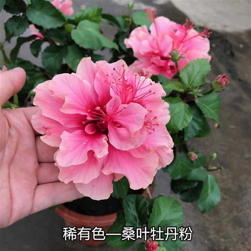 中国名花扶桑花阳台庭院绿化木槿牡丹大苗四季开花盆景2盆包邮-封面