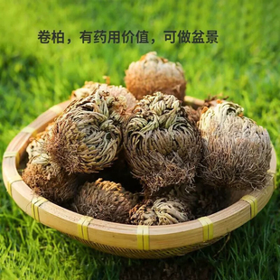 九死还魂草还阳草盆栽新奇水培植物卷柏中药假山水雨林缸造景植物