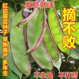 紫边眉豆种子紫边扁豆猪耳朵四季春秋易播种耐运输高产蔬菜种子