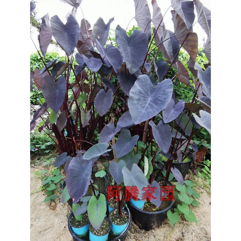 黑叶芋头黑魔法芋紫芋沼泽过滤雨林缸天南星科芋属彩叶芋观叶绿植