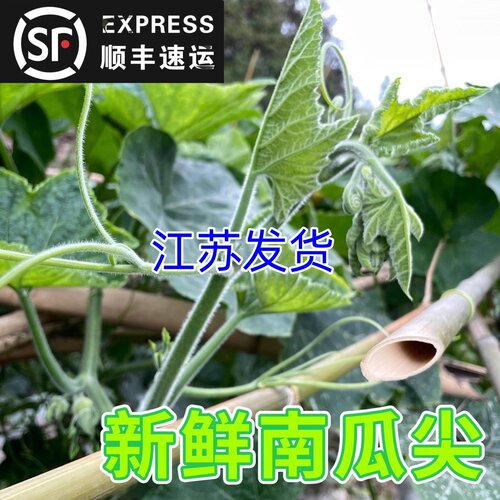苏北南瓜藤农家自种嫩苗