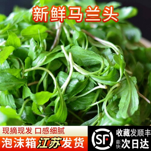 苏北农家自种马兰头新鲜现摘