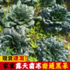 顺丰江苏南通海安如皋黑趴趴菜露天霜冻新鲜黑塌菜趴地菜塌菜农家