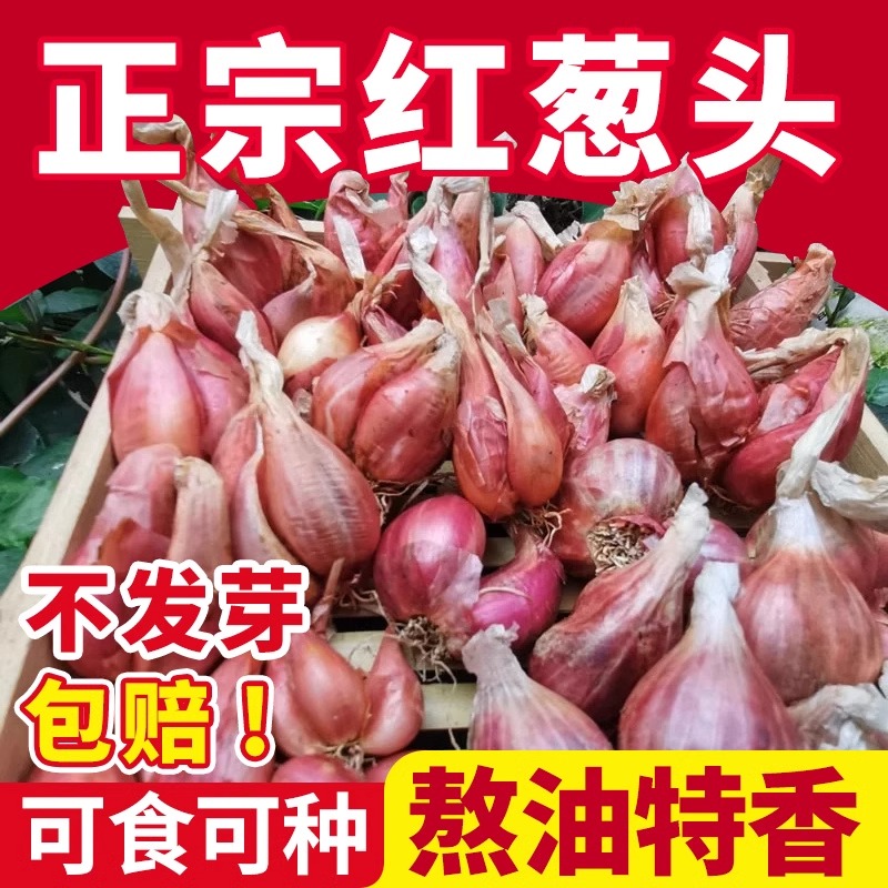 本地红葱头小葱葱头种四季小香葱