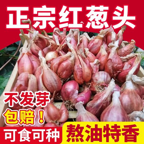 本地红葱头小葱葱头种四季小香葱