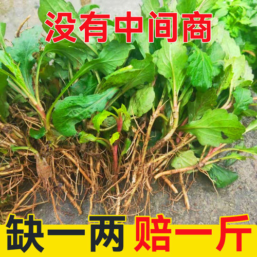 苏北农家自种马兰头新鲜现摘现发