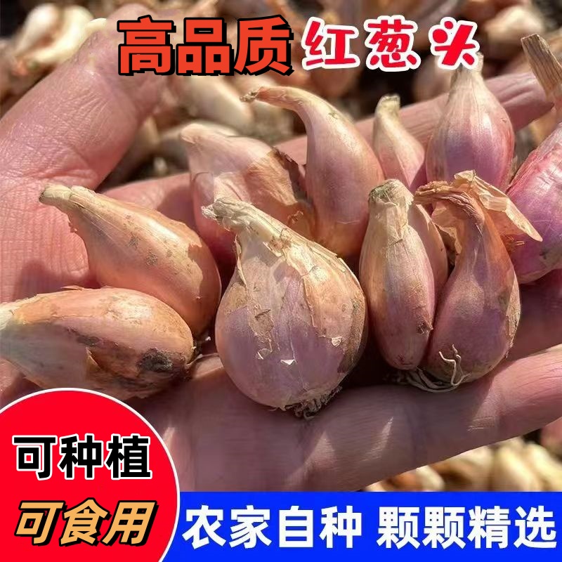 品质本地红葱头葱种可种植可食用