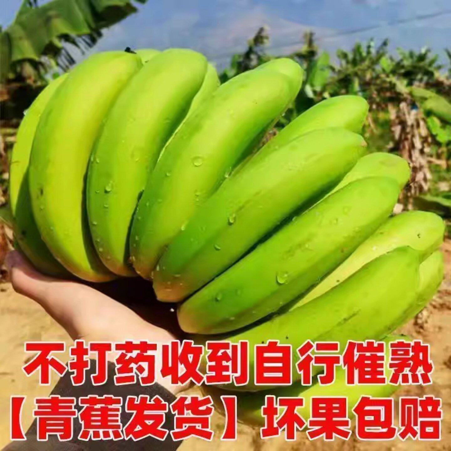香蕉威尼斯云南高山绿皮甜香蕉自然熟正宗商品大芭蕉威廉斯芝麻蕉