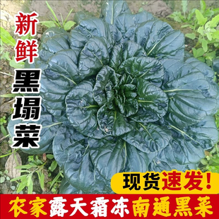 顺丰南通海安如皋黑趴趴菜露天蔬菜霜冻新鲜黑塌菜趴地菜塌菜塔菜