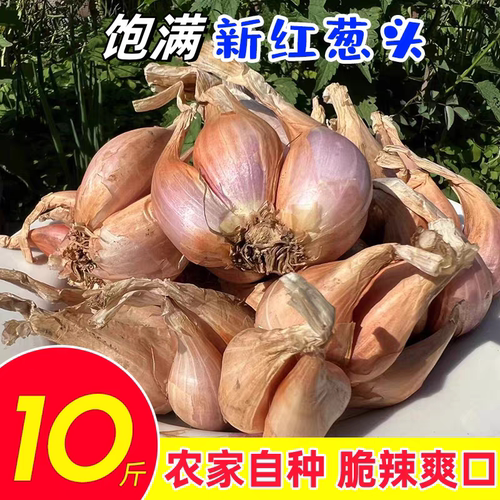 本地农家自种葱头颗粒饱满出芽高