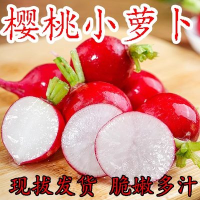 苏北新鲜樱桃萝卜脆甜应季菜