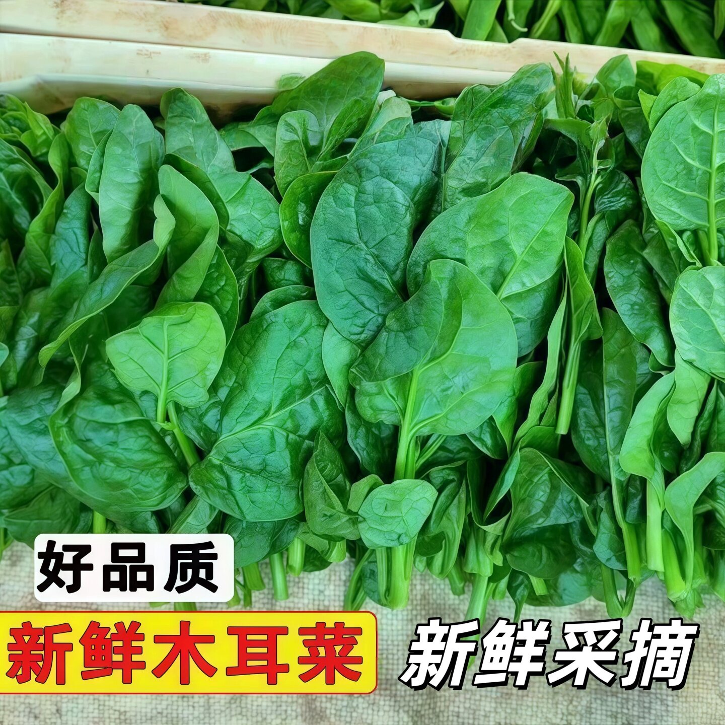 品质木耳菜新鲜现发软浆叶豆腐菜江苏特产农家自种时令蔬菜火锅菜