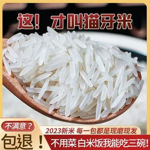 稻公子2023年新米猫牙米10长斤农家米粒香香大米丝米煲仔苗饭
