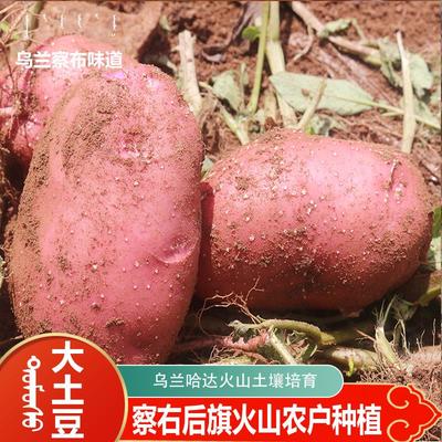 23年新鲜大土豆内蒙古察右后旗面沙粉糯红皮黄心乌兰察布马铃薯