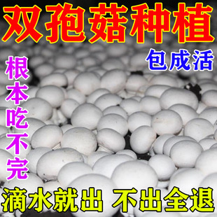 双孢菇蘑菇种植包可食用菌包菌棒阳台盆栽家庭种植口蘑菇菌种包