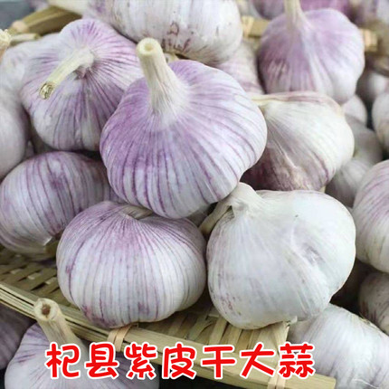大蒜头 干蒜5斤河南本地正宗杞县紫皮大蒜农家种籽新鲜干大蒜10