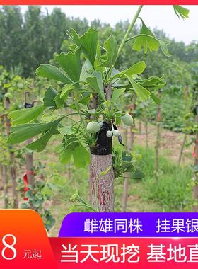 邳州嫁接白果树雌雄同株多规格行道树占地苗公母树