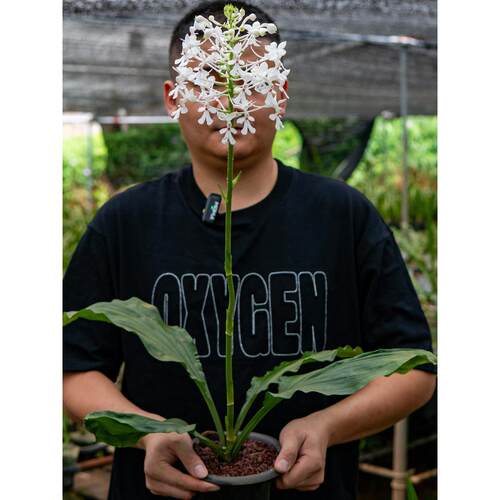 三褶虾脊兰带盆发货 造型别致 四季常绿 新手易养花卉