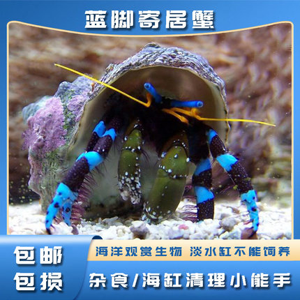 海洋观赏宠物蓝白寄居蟹海水可爱杂食清洁工好养耐活小丑鱼伴侣