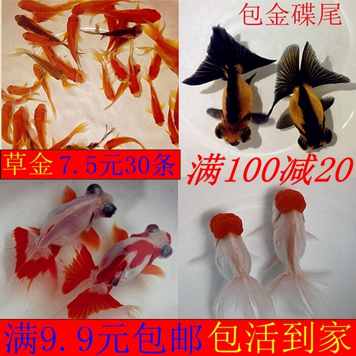 观赏鱼金鱼活体淡水鱼黑碟尾兰寿珍珠鸿运当头水泡红狮草金鱼活鱼图片
