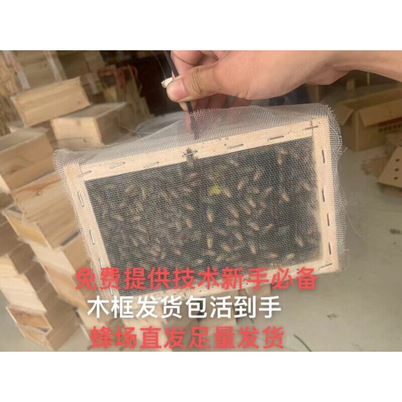 蜜蜂活 群 中蜂蜂群 阿坝蜂土蜂 中华蜂 笼蜂带王带脾 包邮包活