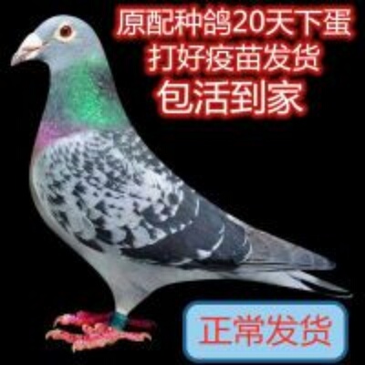 鸽子活 一对公母原配幼鸽小鸽种鸽肉鸽信鸽观赏鸽赛鸽包活体包邮