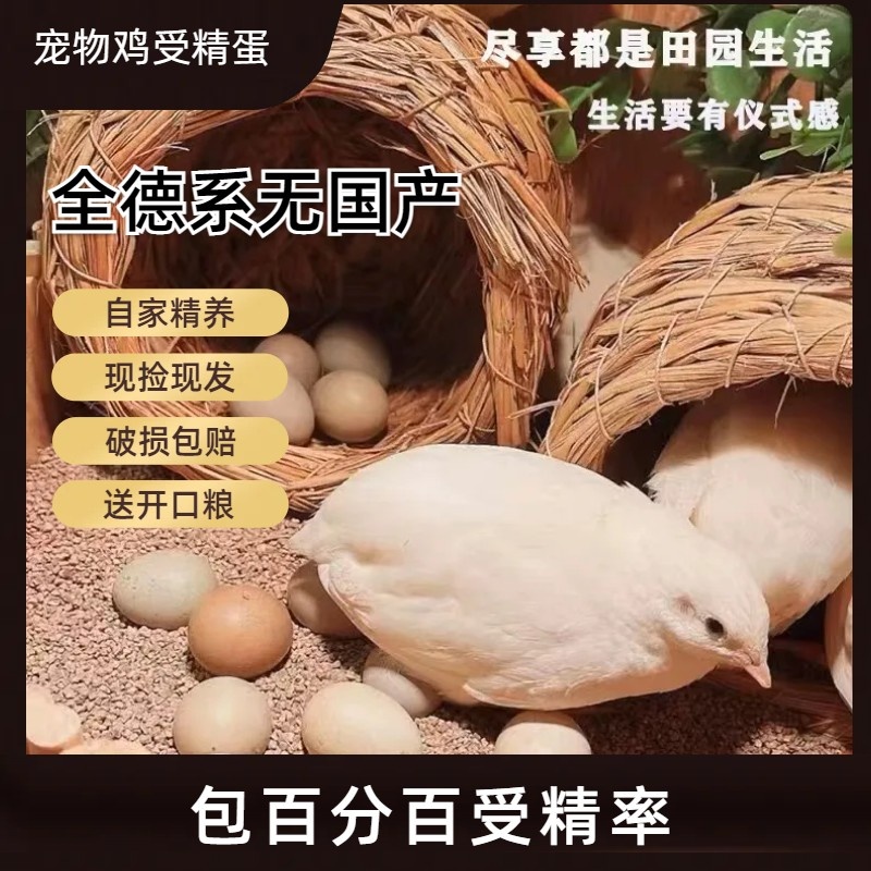 宠物鸡受精蛋可孵化迷你鸡受精卵网红小鸡蛋德系变异纯白瓦灰礼服