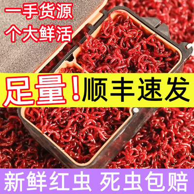 钓鱼用的虫子红虫活饵特大号拉饵小鲜活喂鱼食海钓挂钩虫鲫鱼专用
