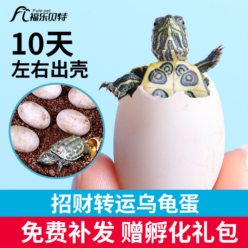 乌龟蛋可孵化受精巴西火焰花龟小宠物好养学生活体地图草龟苗活物图片